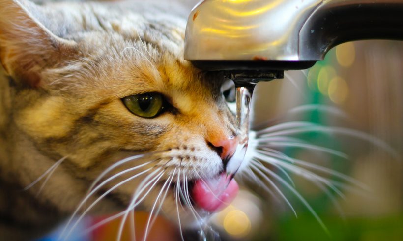 Water Shortage – A problem for most cats