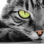 7 Things All Cat Owner’s Need To Know