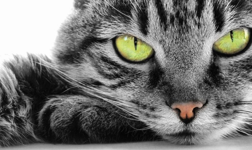 7 Things All Cat Owner’s Need To Know