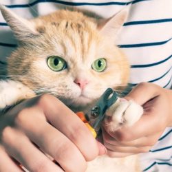 How to Cut Your Cat’s Nails