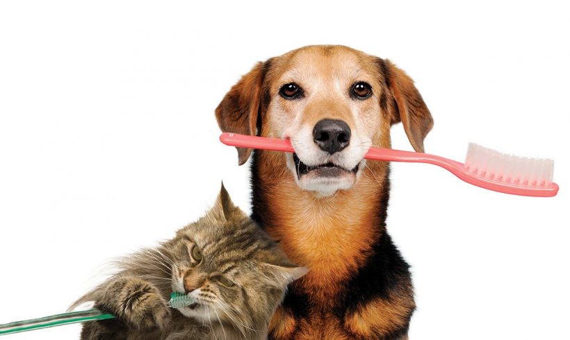 Oral Care – Vital to your pet’s health