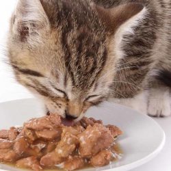 Cat’s Need Wet Food Now – For Fewer Problems Later