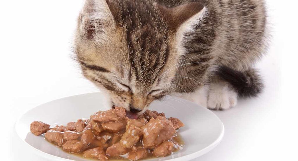 Podcast Why Cats Should Eat Wet Food